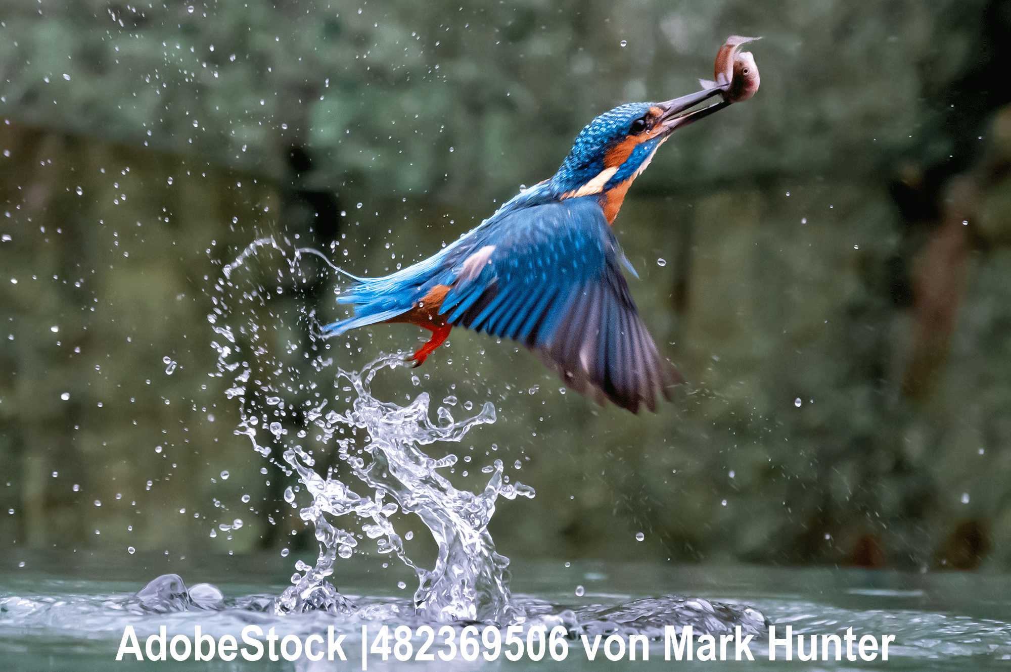 Eisvogel, Alcedo atthis Eisvogel, Alcedo atthis